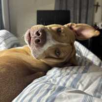 Thumbnail photo of Bo #2