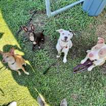 Thumbnail photo of Meadow Cambodia #2