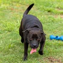 Thumbnail photo of Artemis Pickle #2