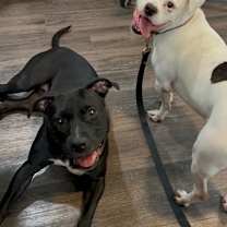 Thumbnail photo of Mr. Gobbles #2