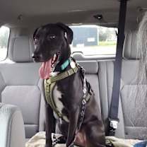 Thumbnail photo of Striker (TAM) #2