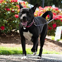 Thumbnail photo of Athena FKA Helena #3