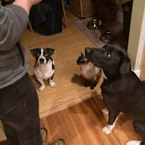 Thumbnail photo of Ozzi #4