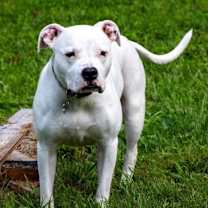 Thumbnail photo of Freya #2