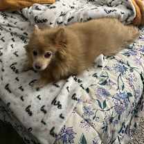 Thumbnail photo of Rose #2