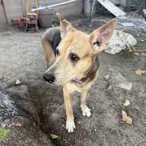 Thumbnail photo of Roxy #4