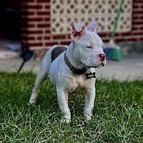 Thumbnail photo of Draco #2