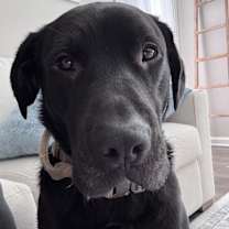 Thumbnail photo of Beau #2