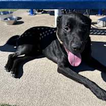 Thumbnail photo of Beau #3