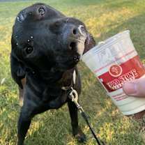 Thumbnail photo of Beau #4