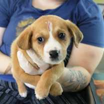 Thumbnail photo of Sugarberry #1