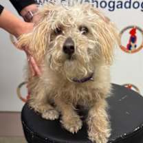 Thumbnail photo of Gadget #2