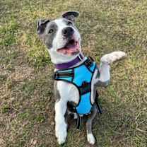 Thumbnail photo of Crumbl Cookie #1