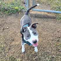 Thumbnail photo of Crumbl Cookie #2