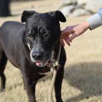 Thumbnail photo of Pebbles #3