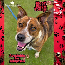 Thumbnail photo of Macy #1