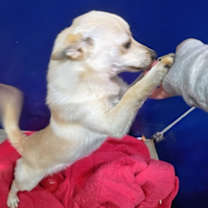 Thumbnail photo of Casanova #2