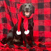 Thumbnail photo of Colt #1