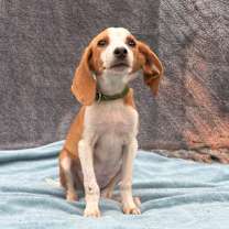 Thumbnail photo of Dixie #1