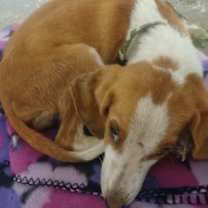 Thumbnail photo of Dixie #2