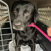 Thumbnail photo of Colt #2