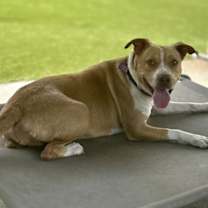 Thumbnail photo of Honey #2