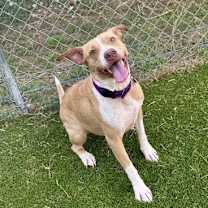 Thumbnail photo of Honey #3