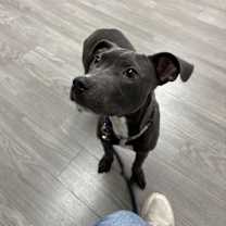 Thumbnail photo of Blue #1