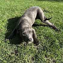 Thumbnail photo of Blue #2