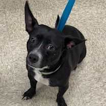 Thumbnail photo of Peebles #1