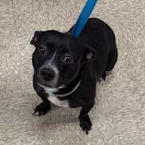 Thumbnail photo of Peebles #2