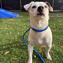 Thumbnail photo of Dahlia #3