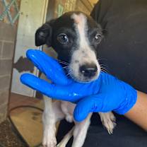 Thumbnail photo of Petey #2