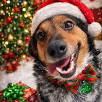 Thumbnail photo of Queenie #1