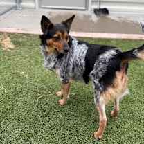 Thumbnail photo of Queenie #4