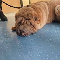 Thumbnail photo of Feliz L-61-25 #2