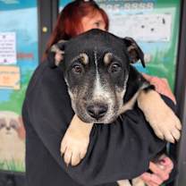 Thumbnail photo of Titan #1