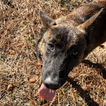 Thumbnail photo of Axel #1