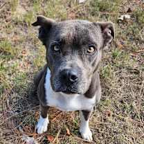 Thumbnail photo of Dixie #1