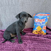 Thumbnail photo of Chex #1