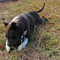 Thumbnail photo of Dixie #2