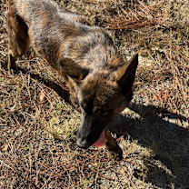 Thumbnail photo of Axel #2