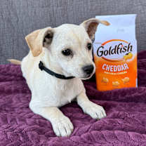 Thumbnail photo of Goldfish #2