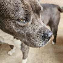 Thumbnail photo of Dixie #3