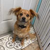 Thumbnail photo of Winston #2