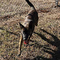 Thumbnail photo of Axel #3