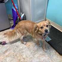 Thumbnail photo of Winston #3