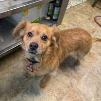 Thumbnail photo of Winston #4