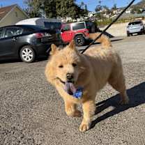 Thumbnail photo of Soju #1