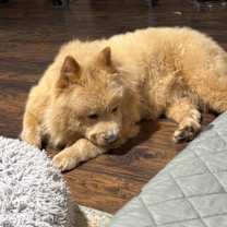 Thumbnail photo of Soju #2